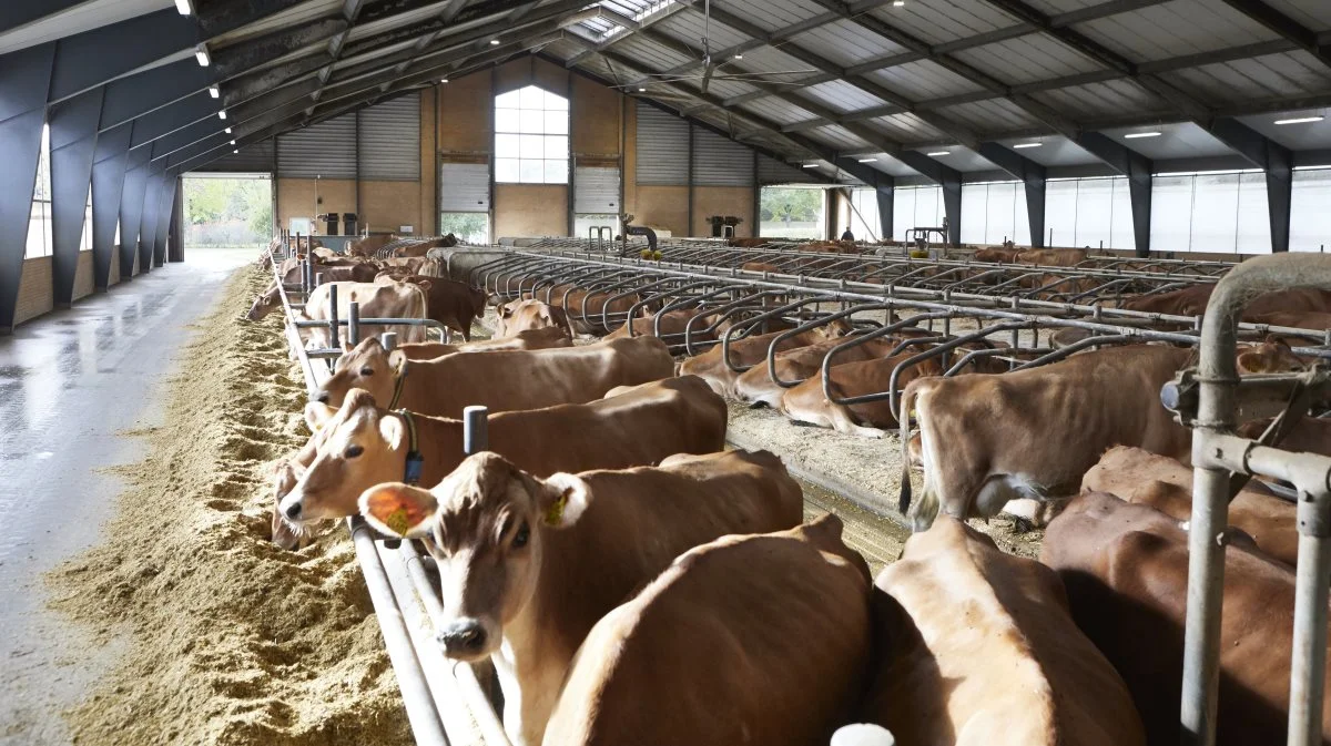 Seges Innovation har i 60 danske malkekvægsbesætninger undersøgt, hvor meget stalden betyder for køernes velfærd. Foto: Erik Hansen