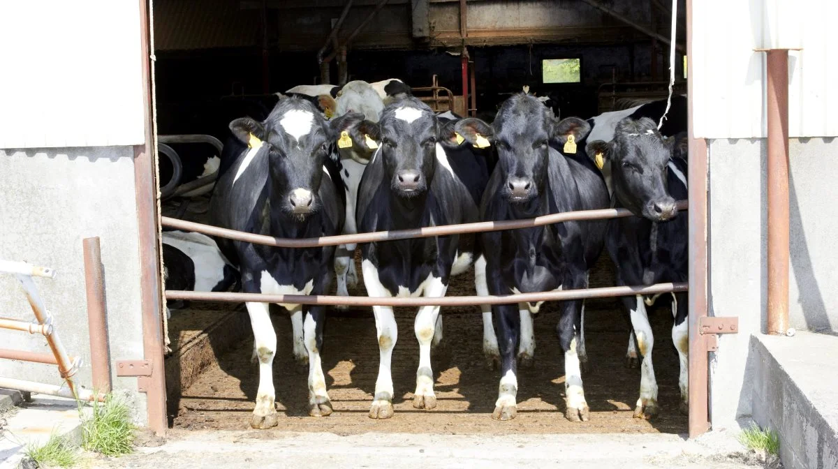 Min påstand er, at der ligger et stort potentiale for mange ved enten at droppe egen produktion af opdræt eller ved at producere til andre. Derfor vil jeg sammen med Betina Katholm, økonomikonsulent Agri Nord, kigge nærmer på scenariet med at droppe produktion af opdræt til Agri Nord Kongres den 7. februar. Her vil vi sætte tal på konceptet og forhåbentligt være med til at inspirere og plante frø til din fremtidige drift. Arkivfoto