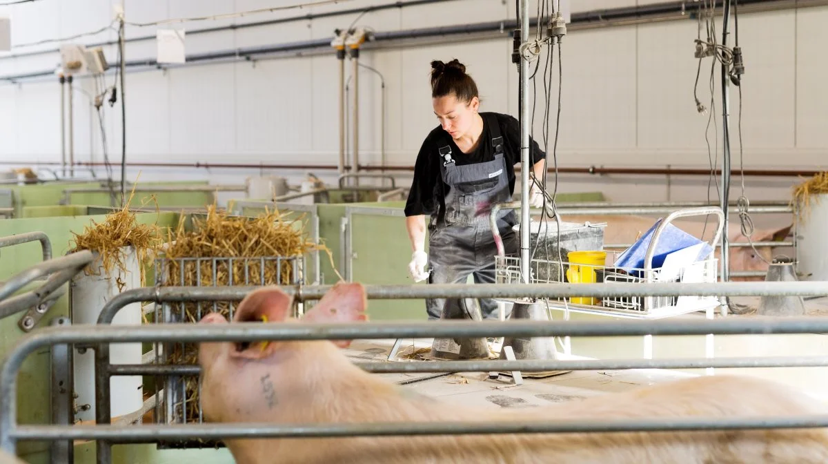 I dag åbner Landbrugsstyrelsens etableringsstøttepulje for unge landmænd. Arkivfoto