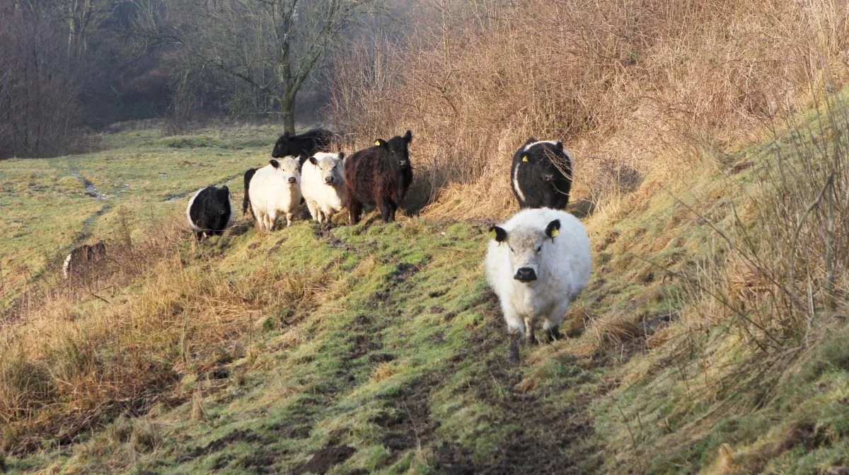 Guiden sætter fokus på, hvordan helårsgræsning understøtter den gode naturudvikling og hvilke krav til dyrevelfærd, man
skal være opmærksom på. Arkivfoto