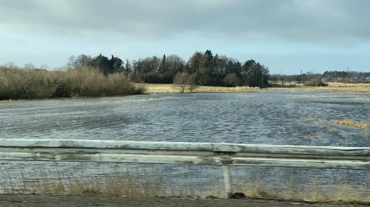 Nivå plejer at være cirka to meter bred og løbe langs krattet til venstre i billedet. Netop nu truer åen med at underminere Helsingørmotorvejen. Foto: Danske Vandløb/Lars Egedal