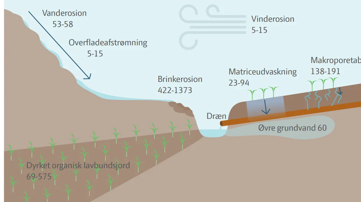 Tal for forskellige måder at tabe fosfor fra jordene til vandløb, hvor erosion af brinke giver det højeste bidrag. Kilde: Seges Innovation 