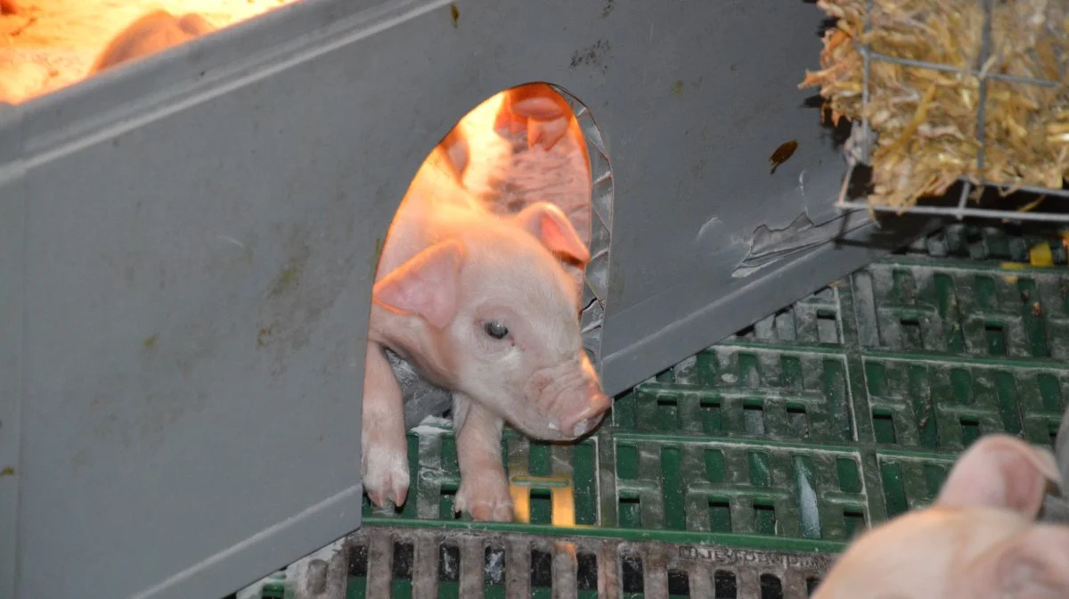 En plade med »hundehul« ved indgangen til pattegrisehulen kan hjælpe til med, at holde på varmen hos grisene. Arkivfoto: Camilla Bønløkke