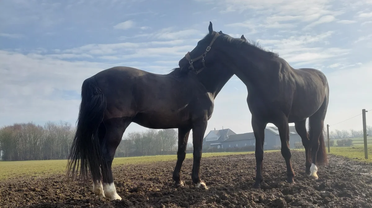 I regi af Forum for Hestevelfærd har den danske hestesektor samlet sig om at reagere på udtalelsen fra Dyreetisk Råd om brugen af hesten i sport. Fotos: Camilla Bønløkke