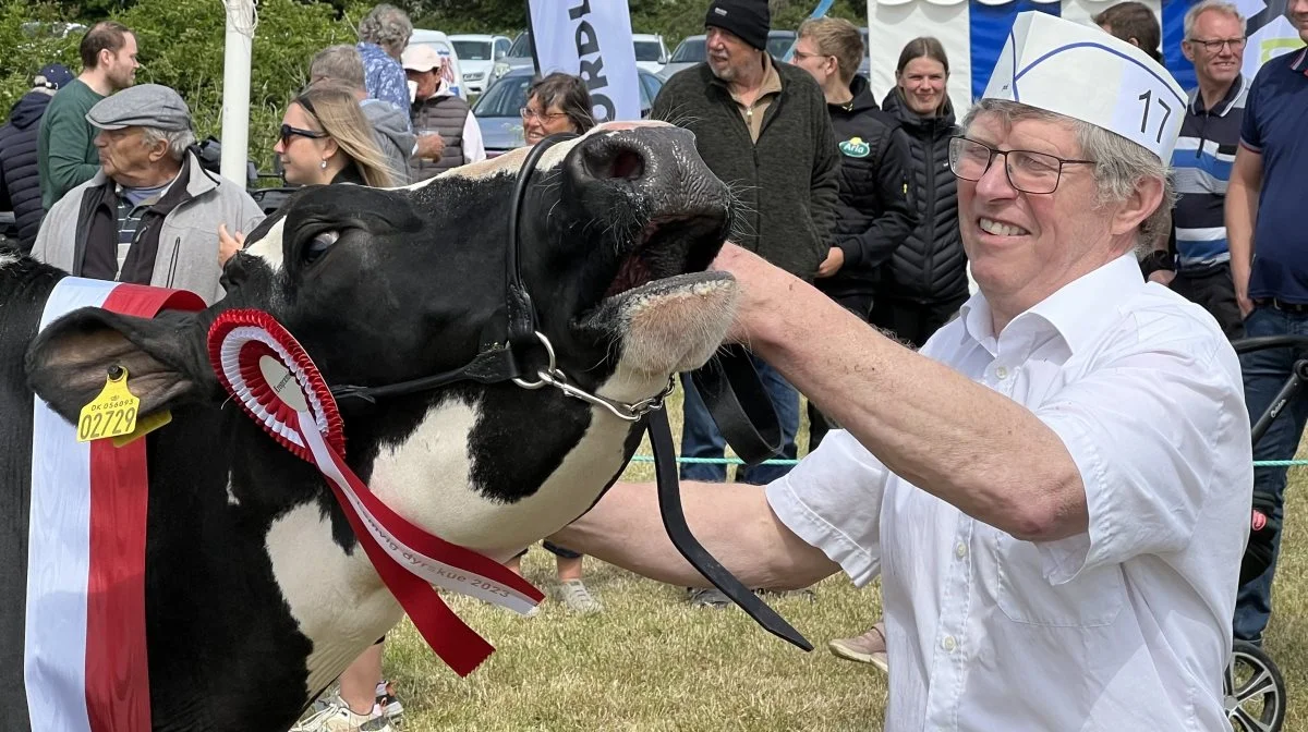 Lemvig Marked & Dyrskue holdes i år den 1. og 2. juni, hvor kvæget som altid er i fokus om lørdagen. Foto: Fjordland