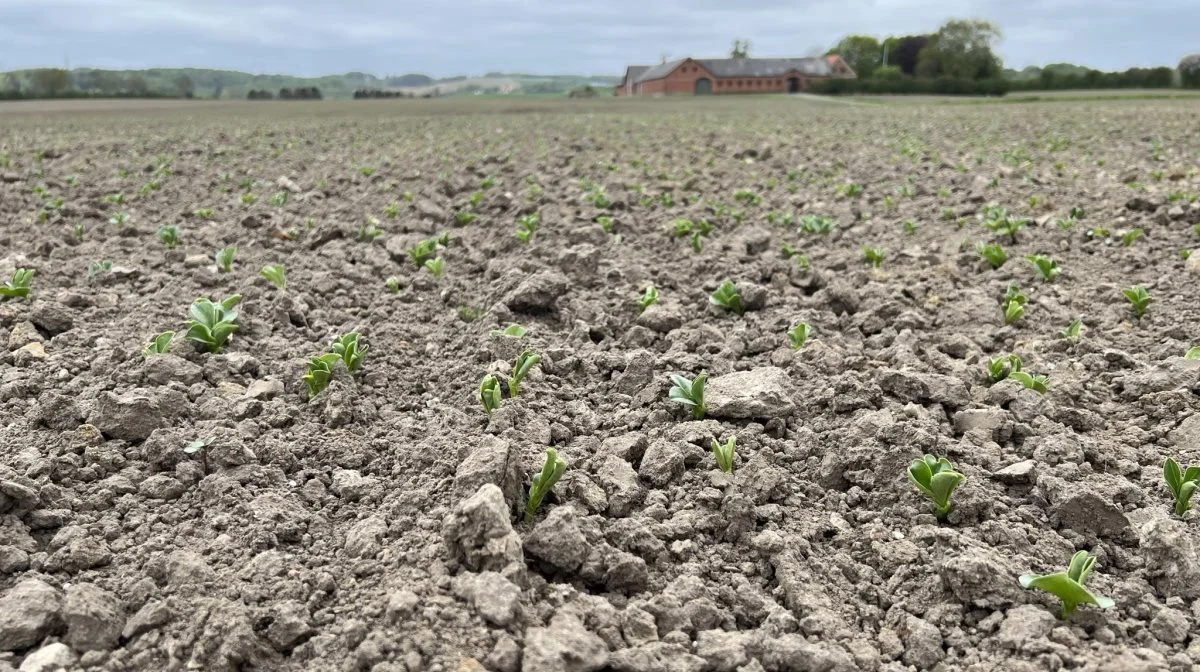 Ved at bruge biostimulant-produktet Seedspeed fås højere og bedre fremspiring, kraftigere planter fra start, flere sideskud og ofte et højere udbytte, lyder det fra producenten. Fotoet er taget i en anden sammenhæng. Arkivfoto: Kasper Stougård