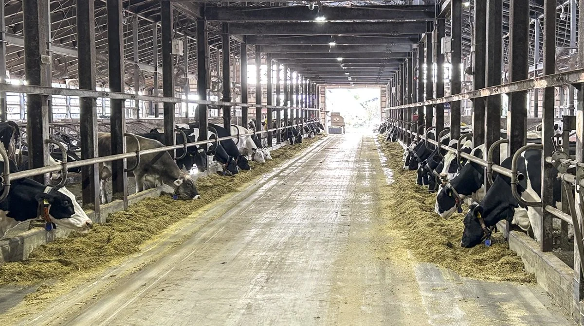 Denne kostald på Hokkaido vidner om, at det er større mælkeproduktioner, der i dag er på øen. Foto: rejsogoplev