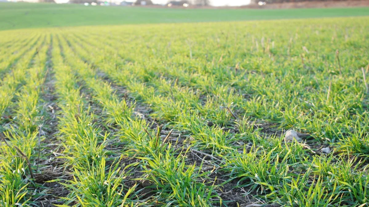 Når pløjefri landmænd bearbejder jorden mindre, bruger mindre diesel og efterlader planterester i marken, har det ifølge FRDK en klimaeffekt. Det vil de sætte øverst på dagsordenen på årets fagdag. Arkivfoto