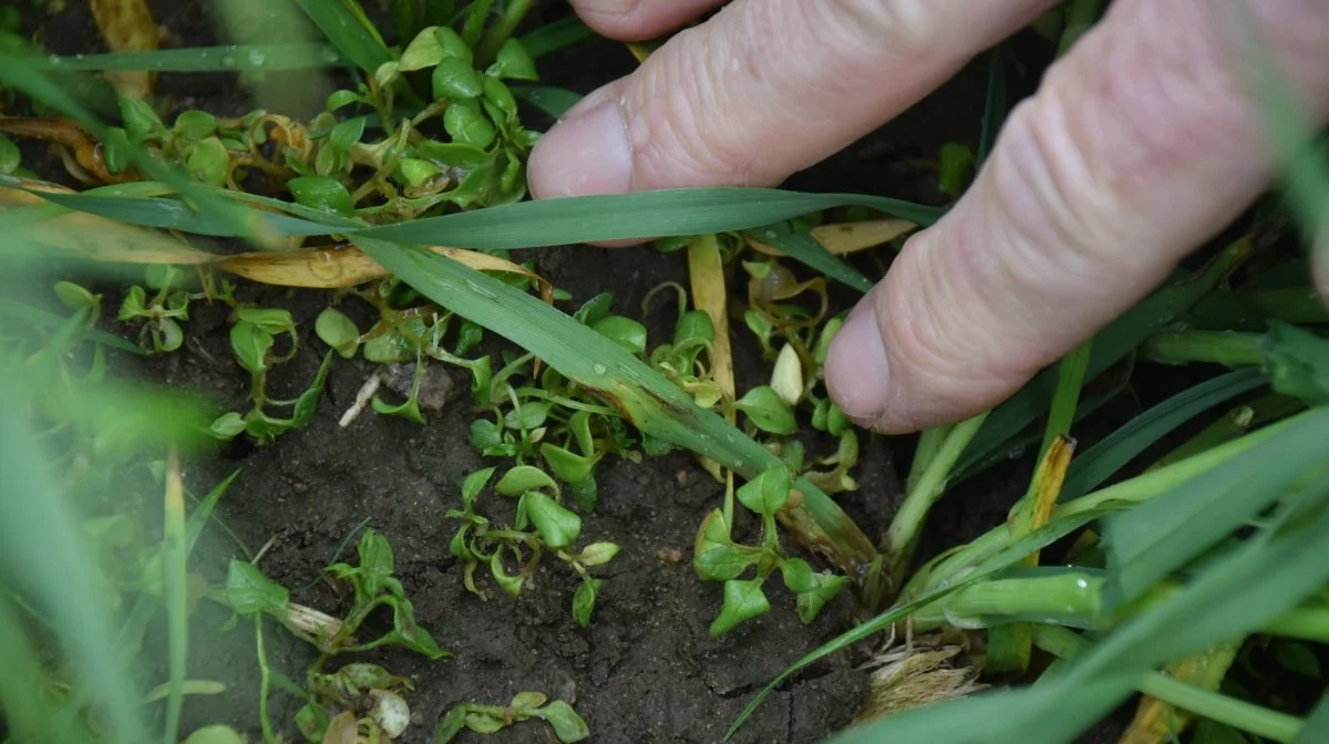 Har man begyndende problemer med resistent fuglegræs, vil man ofte se, at nogle planter er døde efter behandling, mens andre er helt upåvirkede. Foto: Anne Wolfenberg