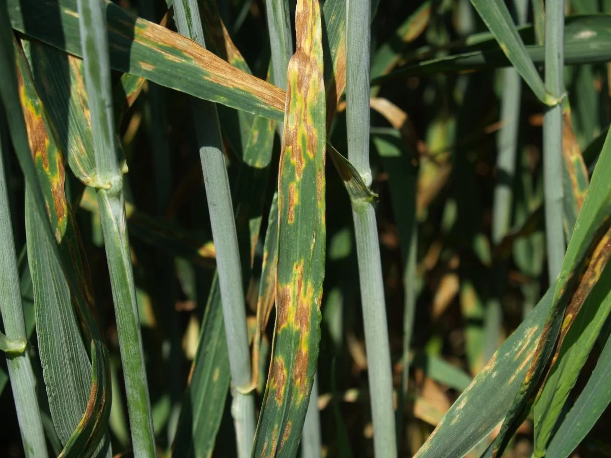 Figur 1: Kraftige tabsgivende angreb af Septoria