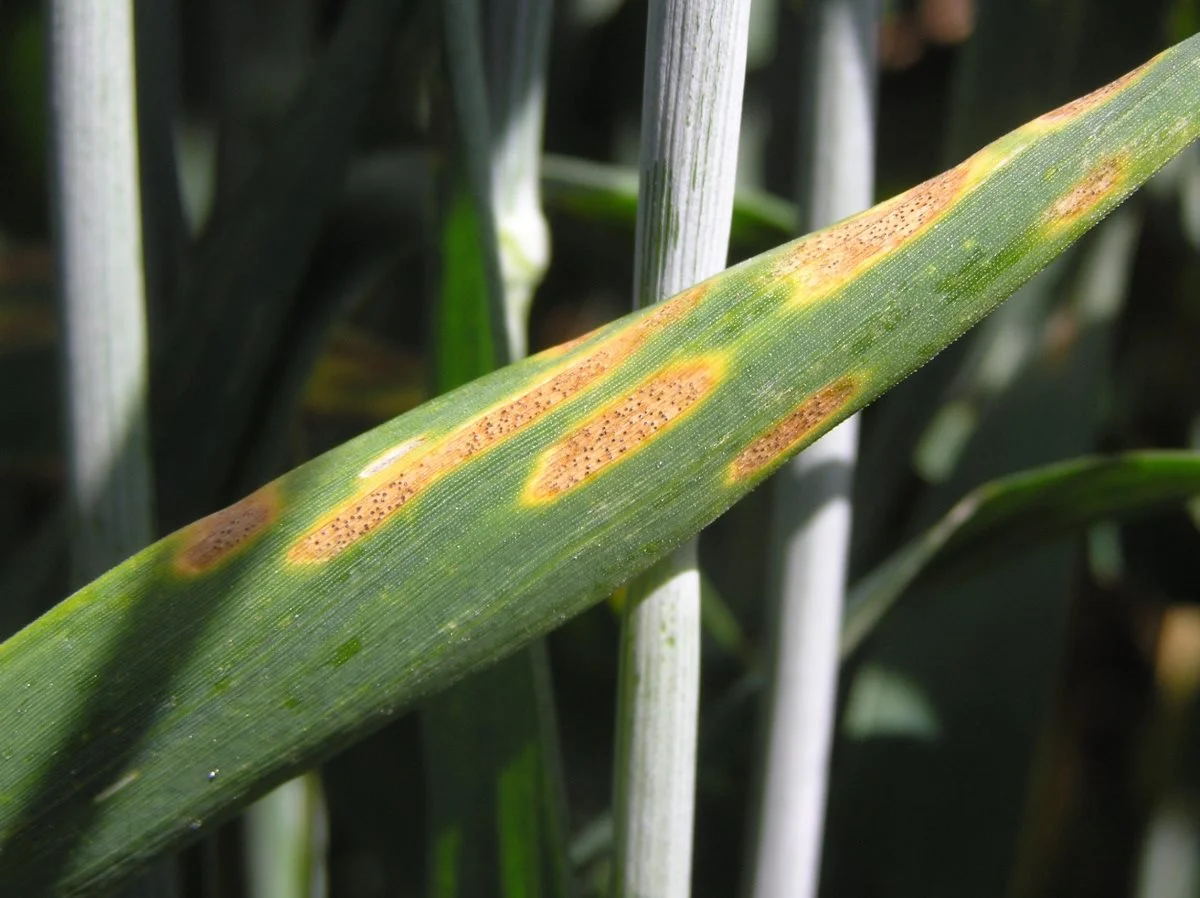 Figur 2: Septoria med synlige pyknider