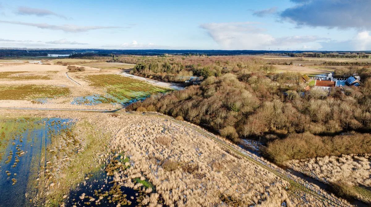 Det er området her ved Vosborg Enge, der skal have et skud ekstra natur. Det sker ved at omdanne 88 hektar kulstofrig lavbundsjord til lavvandede søer omgivet af enge. Foto: Palme Photo