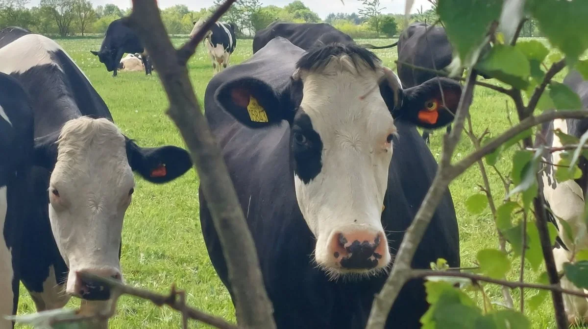 Samarbejdet mellem Velas og Regen Farmer skal styrke udviklingen af blandt andet skovlandbrug og regenerative afgræsningsmetoder. Arkivfoto
