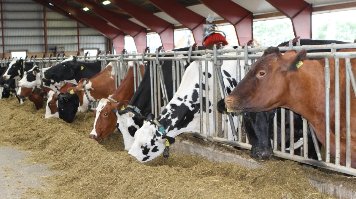 LVK peger på, at det kan blive svært at udrydde Salmonella Dublin i kvægbesætningerne helt. Arkivfoto: Line Brusgaard