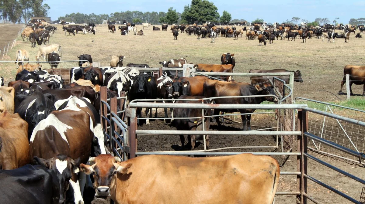 Udover danske landmænd besøges i de kommende uger også Australiens største kvægfarm med over 430.000 stykker kvæg. 