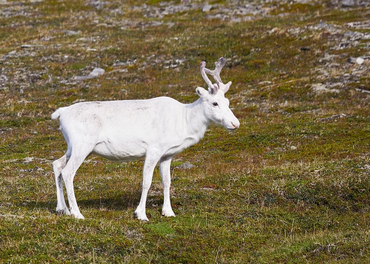 Renerne har i masser af generationer udgjort livsgrundlaget for samerne i det nordlige Skandinavien, og ind i mellem ser man en hvid af slagsen.