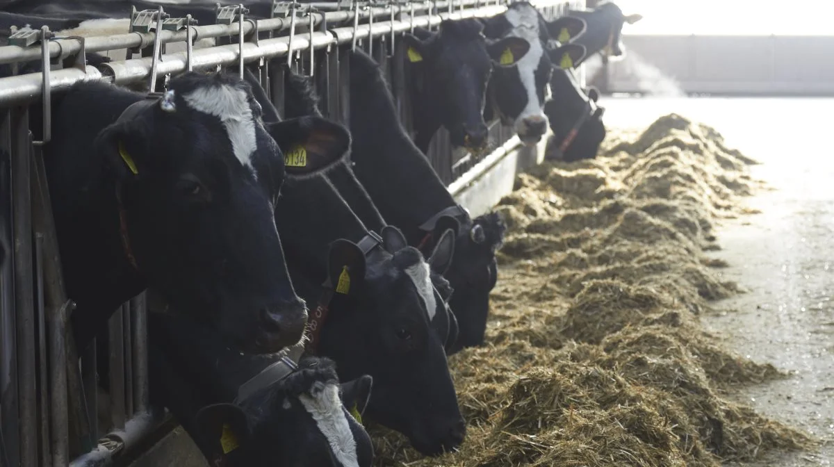Lyngsø Agro har 275 køer.