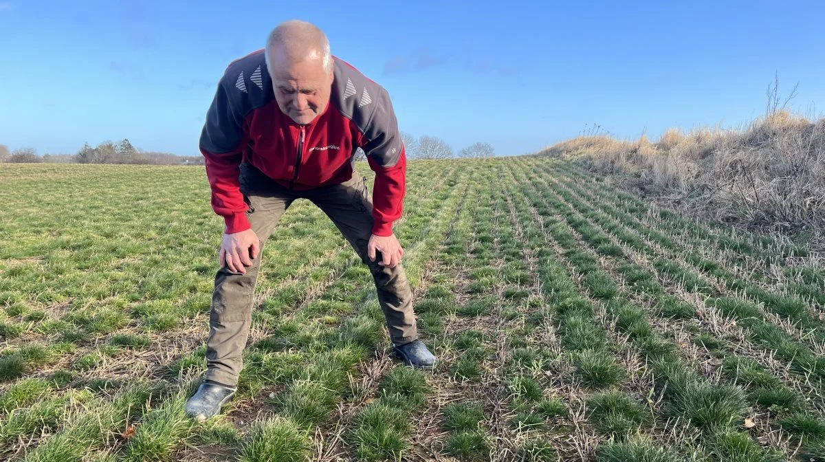 Henrik Jensen er én af ganske få i Danmark, som i 2024 får lov til at dyrke rødsvingel. Det skyldes, at den sort han dyrker, er temmelig sjælden. Foto: Tina Bjerregaard