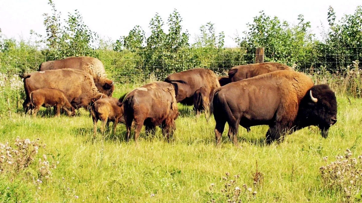 Bison, kvæg og vandbøfler er sandsynligvis bedre for økosystemet end hjorte og geder, slår et omfattende, nyt studie fra Aarhus Universitet fast. Arkivfoto