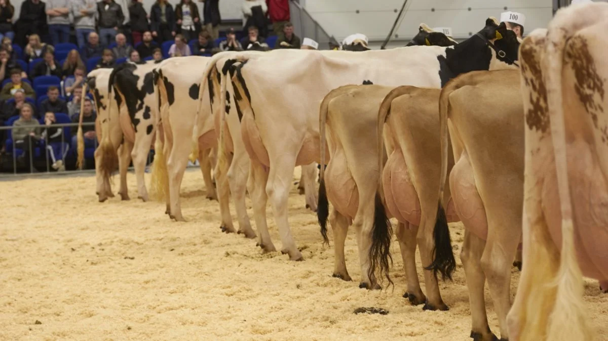 Over 200 kvier og køer indtager ringen på Agro Nord onsdag den 6 marts, mens over 100 erhvervs- og maskinudstillere er klar til at vise deres maskiner og produkter frem. Arkivfoto: Tenna Bang