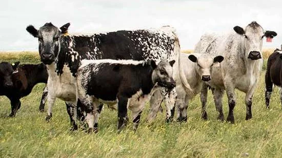 Foto: The Canadian Speckle Park Association