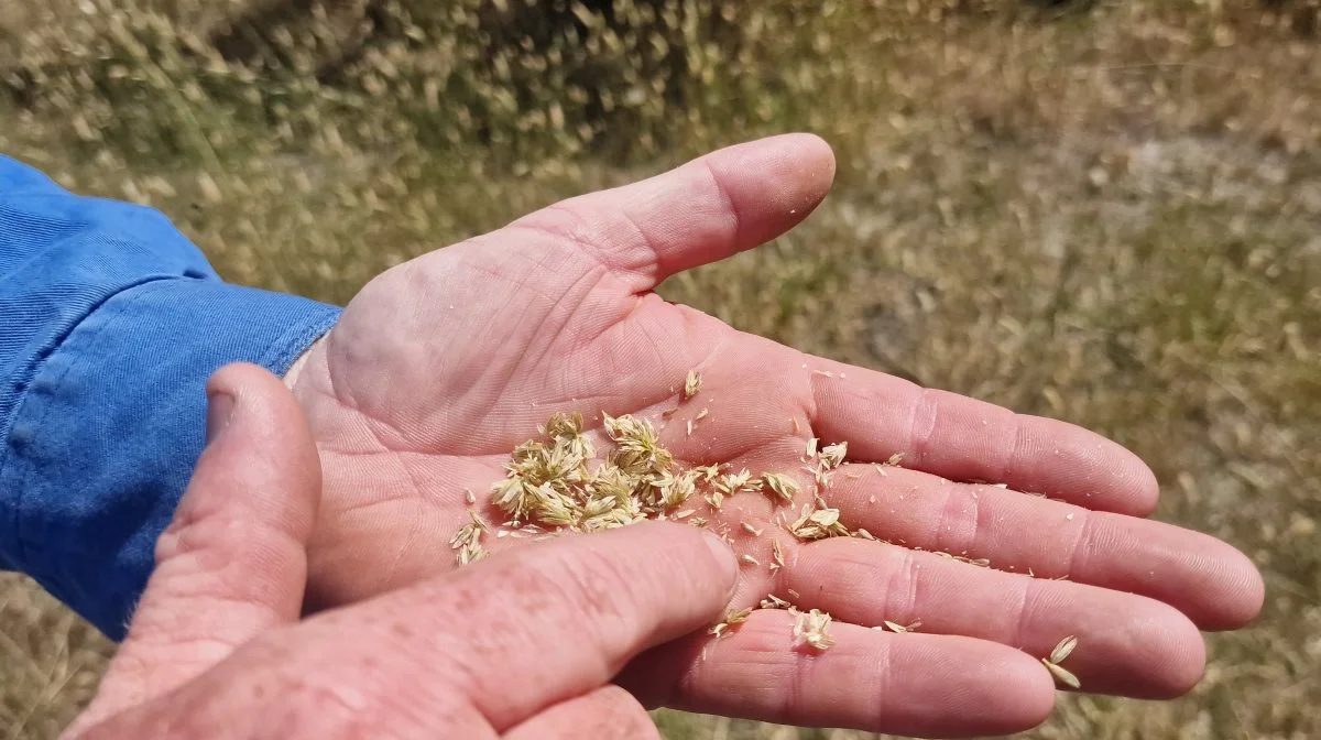 Lige før den direkte såning af rajgræs sprøjtes med glyphosat, og cirka otte dage efter såning sprøjtes rajgræsmarken - inden fremspiring - med Paraquat (tidligere kendt i DK som Gramoxone). Det har givet voksende problemer med resistent ukrudt - blandt andet disse australske ukrudtsarter.