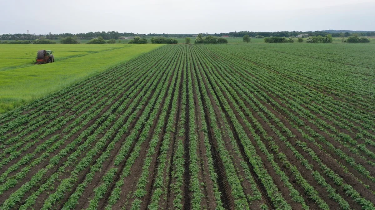 En uge efter første rensning har kartoflerne for alvor kvitteret. - Man skal se den her maskine i marken, før man helt forstår, hvad den kan, lyder det fra Bjarne Lauritsen. Foto: MSR Plant Technology