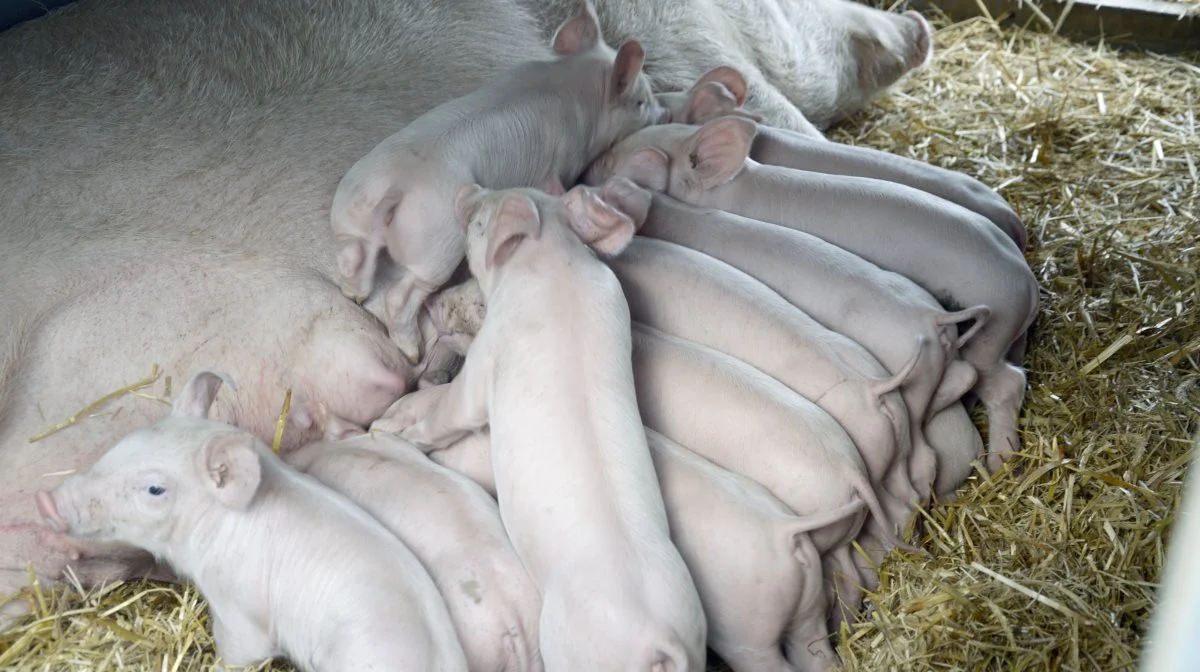 Forskere fra Institut for Husdyr- og Veterinærvidenskab ved Aarhus Universitet har analyseret en række videooptagelser fra hytter, hvor søerne farer. Arkivfotos: Camilla Bønløkke