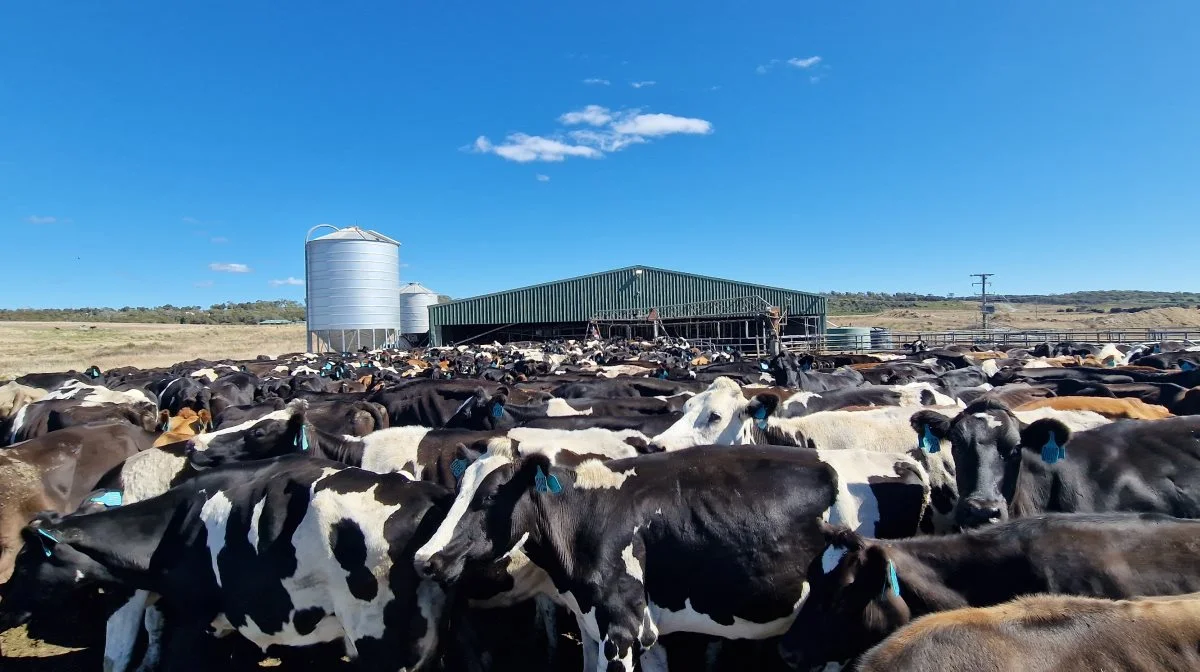 Rushy Lagoon er en stor kvæggård på det nordøstlige Tasmanien på 22.000 hektar med cirka 4.000 malkekøer og 7.000 angus-kødkvæg samt yderligere 7.000 får. Fotos: Jørgen P. Jensen