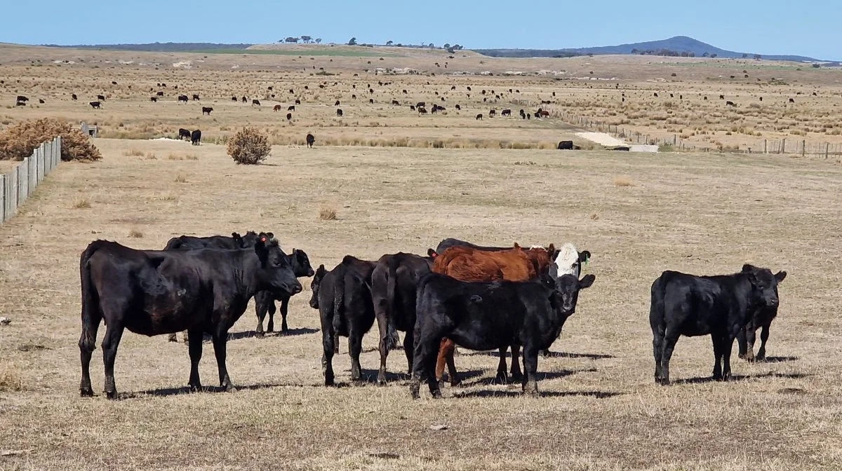 Manglen på afgræsning er kritisk for farmens kvæg og får i den knastørre sommer - som det ses her i lørdags. Se dyrene fordele sig langt ud i horisonten.