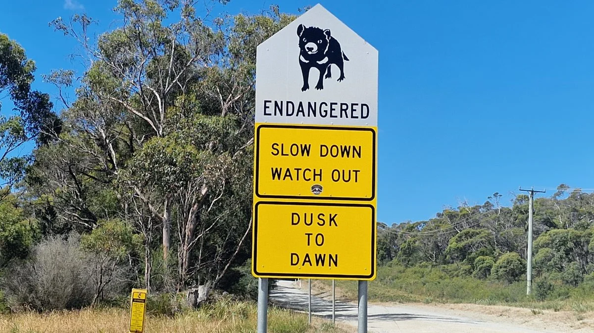 Man ved, at man er på Tasmanien, når der er vejskilte, som advarer om den tasmanske djævel. Den er på størrelse med en stor kat, men har et brøl, der lyder som et stort uhyre - plus et usædvanligt kraftigt bid. 