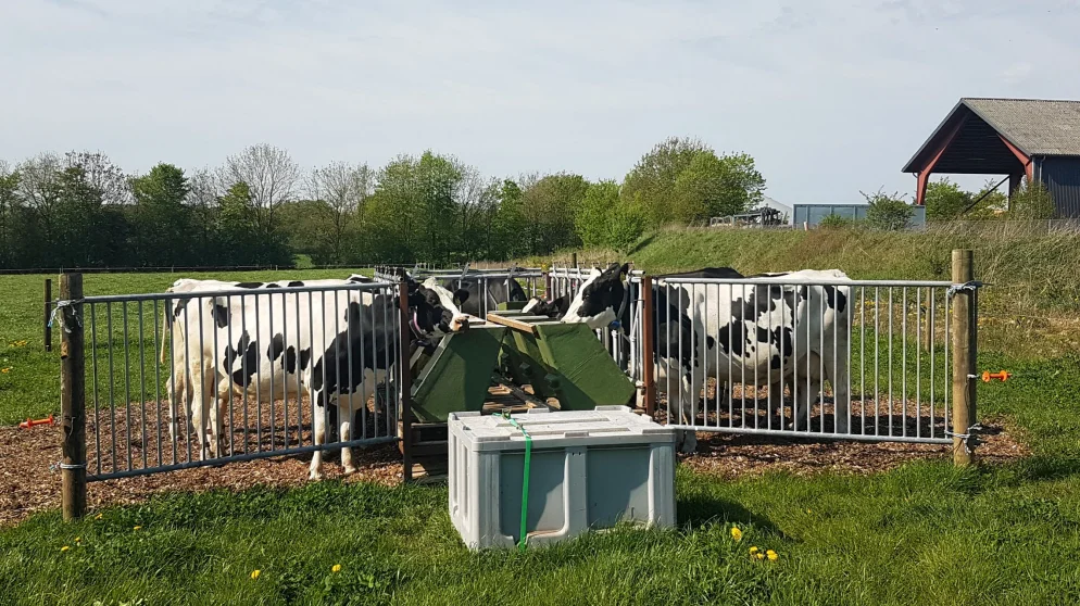 Køerne, der fik motion, skulle gå to kilometer ad en drivvej ud til en foderstation, hvor de fik tildelt kraftfoderet. Foto: Fra præsentationen