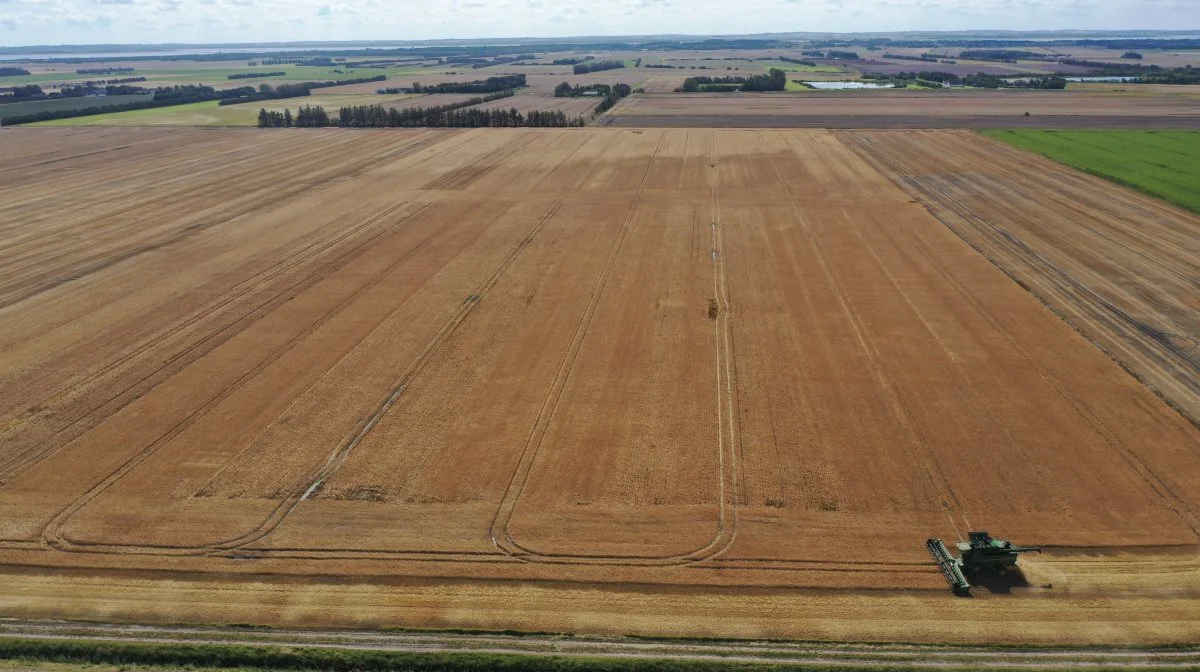 JSJ Agro er én af værterne for Grobund-forsøgene, hvor pløjning, reduceret jordbearbejdning og conservation agriculture sammenlignes. Høsten på inddæmmet søbund ved Aabybro var bare én af udfordringerne i 2023. Foto: Syngenta