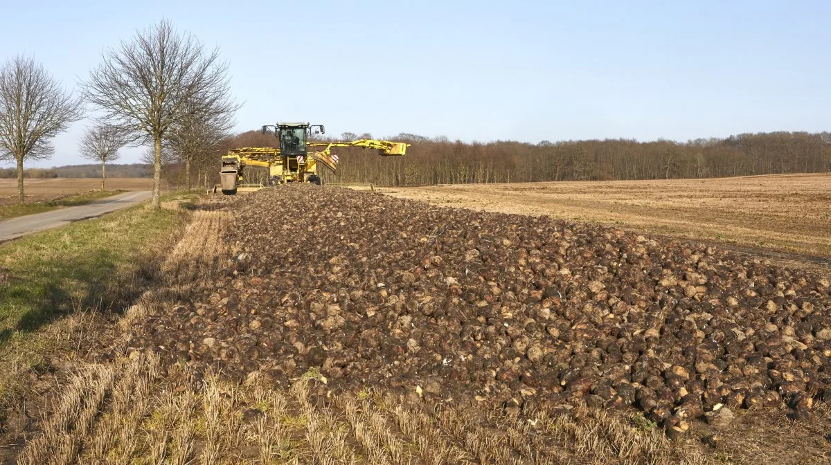 Roerne fra  ikke mindre end 1.150 hektar er blevet enten kasseret i kulerne eller slet ikke taget op i den meget vanskelige vinterperiode. Kasserede sukkerroer luner sig her i det midtsjællandske og nok på vej til biogas, da foråret endelig viste sig først i marts. Foto: Erik Hansen