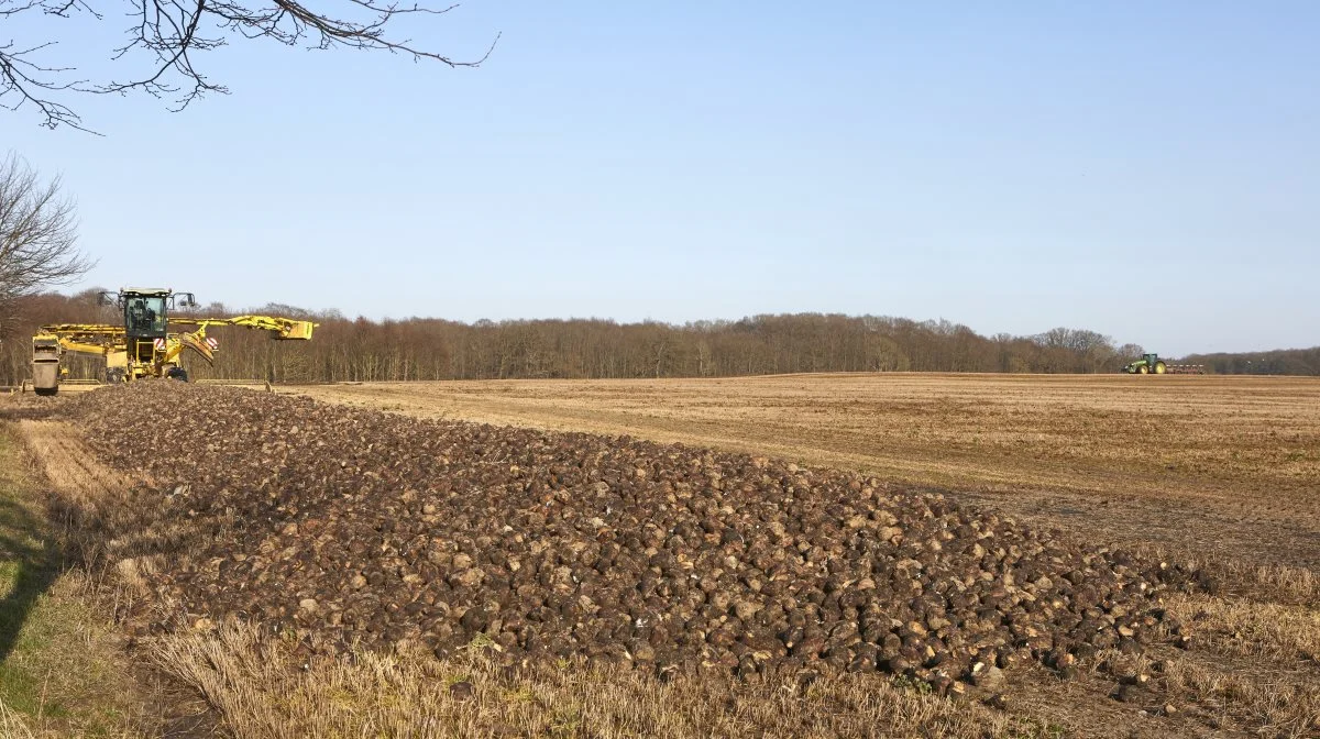 Omkring 85.000 tons sukkerroer fra 1.150 hektar måtte kasseres eller forblive i jorden efter de vanskelige optageforhold i efteråret og vinter. I stedet ender disse midtsjællandske roer i sidste uges forårssol til biogasproduktion. Foto: Erik Hansen