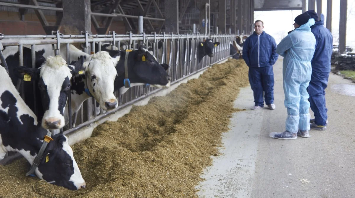 Foruden den forebyggende behandling anvender Sebastian Mehrtens AHVs produkter i forbindelse med yverbetændelse, kælvning, klovbrandbylder og diarre ved småkalvene.