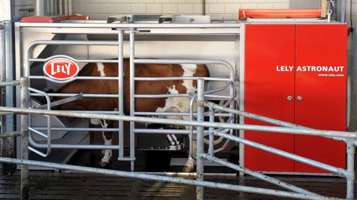 Der bliver mulighed for at se Lely-malkerobotter, når Lely Center Tarm fredag den 22. marts inviterer til åben stald ved Nr. Nebel. Arkivfoto: Lely