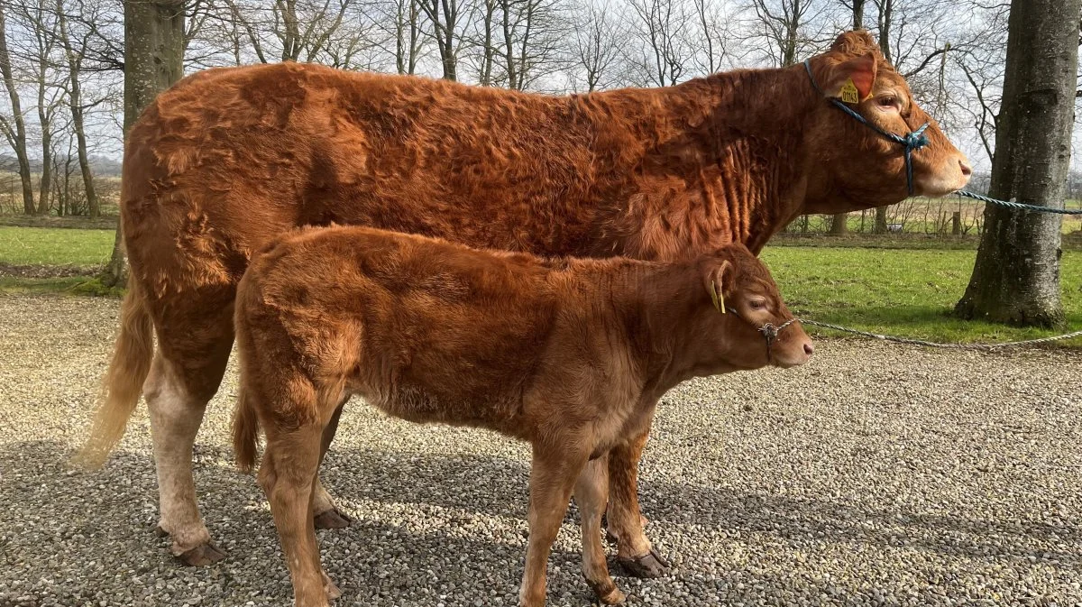 Foto: Dansk Limousine Forening