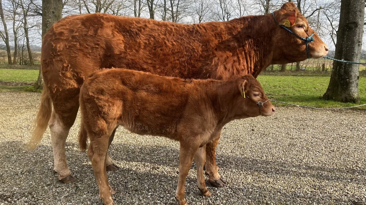 Foto: Dansk Limousine Forening