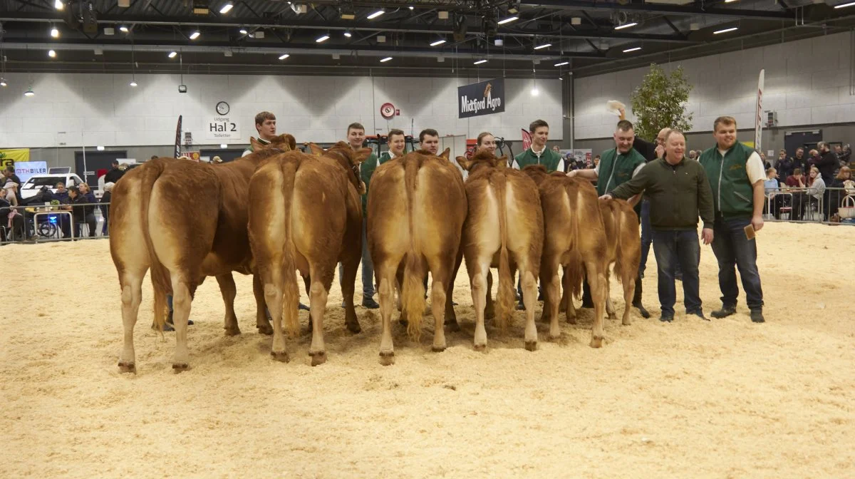 Bedste besætningsgruppe: Limousinegruppe fra Per Lynge Lauersen, Arden. 