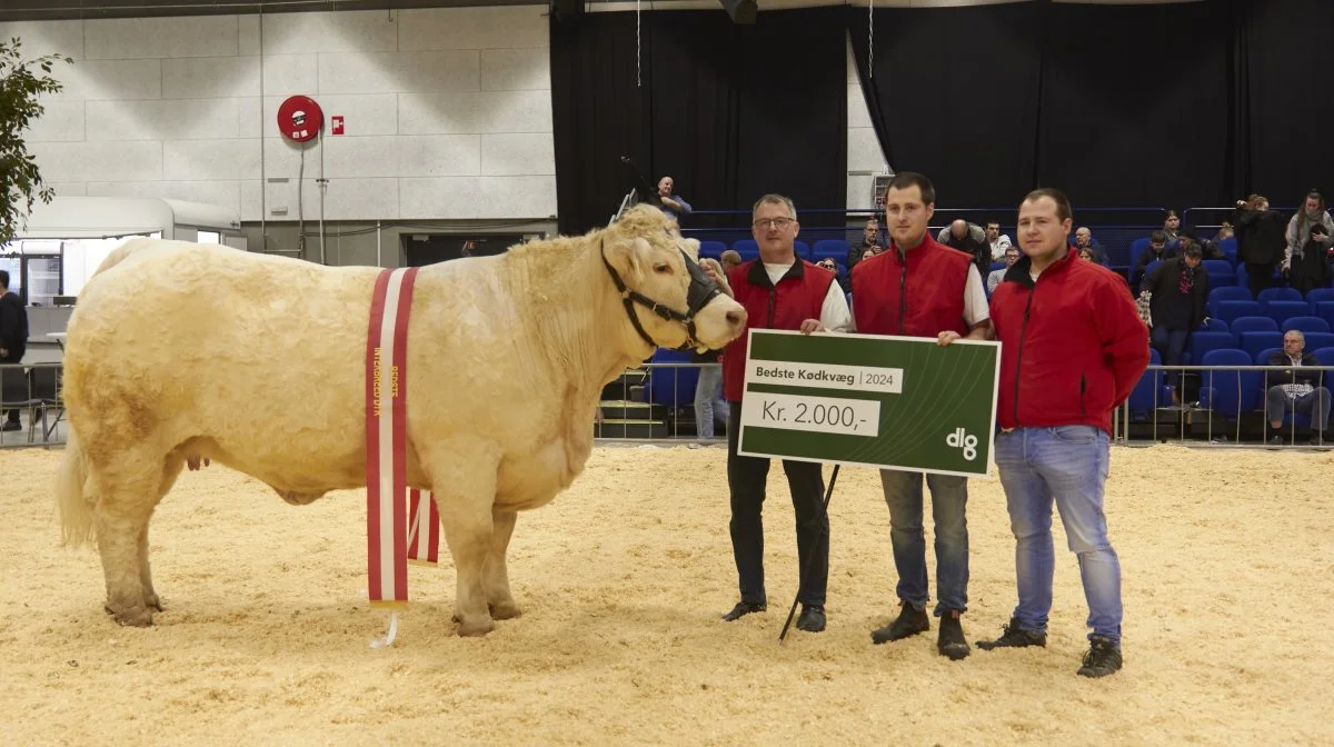 - Hun vinder i Herning, så klart blev det sagt fra kødkvægsdommer Valdemar Jakobsen, da charolais-koen fra Neergaard Charolais blev kåret til skuets bedste kødkvægsdyr.
