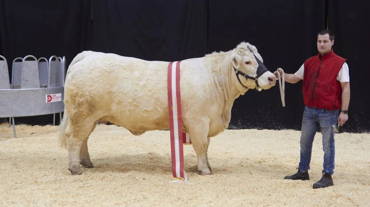 Bedste hundyr og bedste kødkvægsdyr: Charolaisko, 88022-00024, Rigmor Neergaard fra Neergaard Charolais, Fjerritslev.