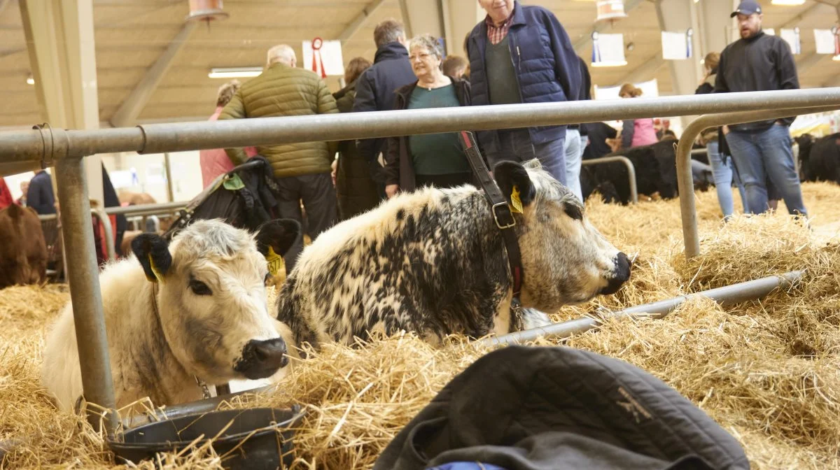 Det var første gang, racen Speckle Park blev vist på et dansk dyrskue.