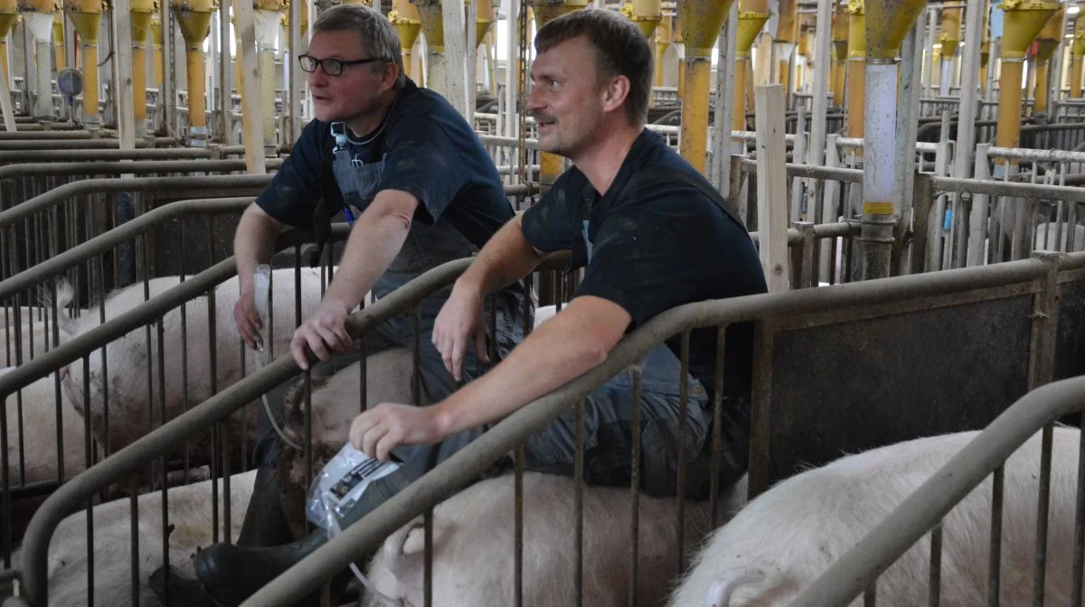 Klaus Jørgensen (th) og Steen Petersen i gang med første løbning af ugeholdet. Fotos: Camilla Bønløkke