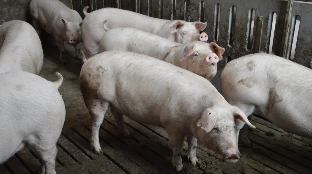 Poltene flyttes fra poltestierne i enden af løbeafdelingen og op i rækken ved ugeholdet cirka to uger inden løbning.