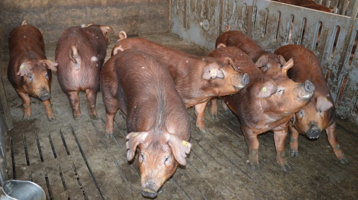 Duroc - de robuste og meget sociale bamser.