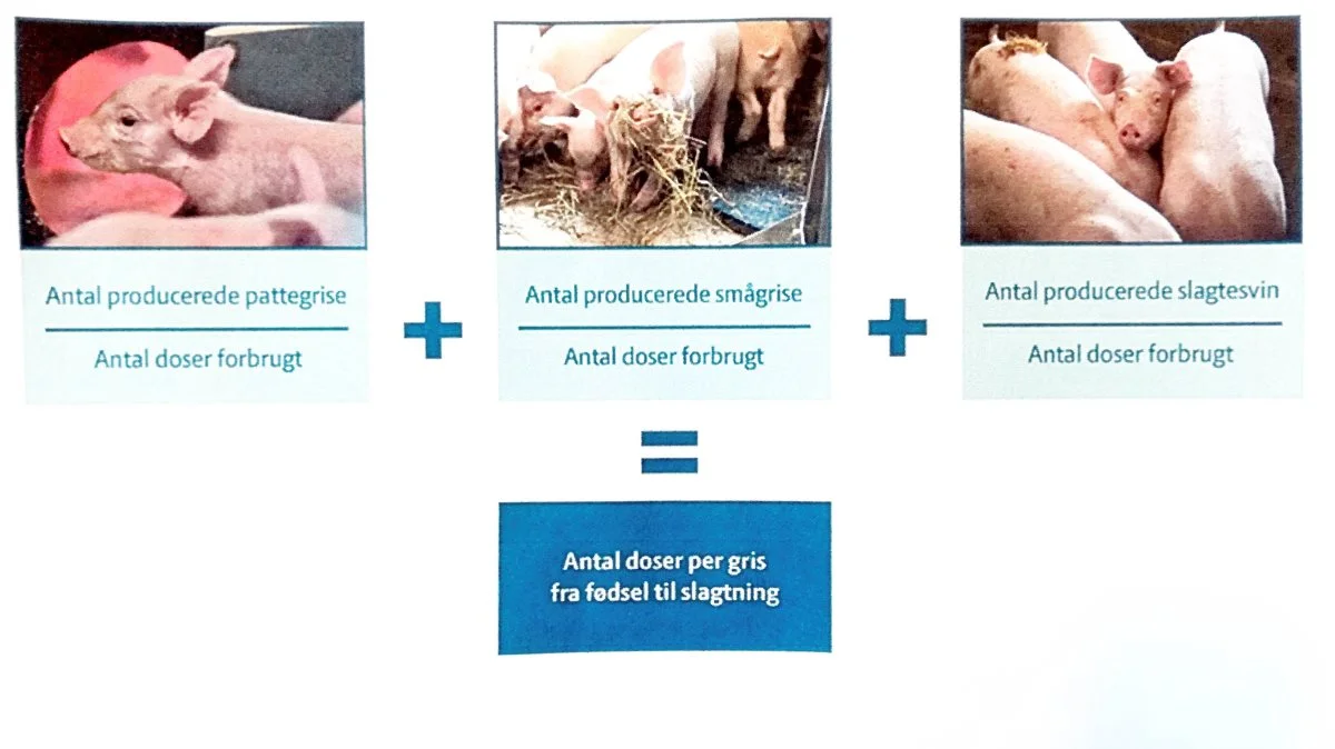 For at give den mest retvisende beskrivelse af antibiotikaforbruget udregnes hvor mange doser der er anvendt til produktion af én gris fra fødsel til slagtning. Kilde: Seges Svineproduktion