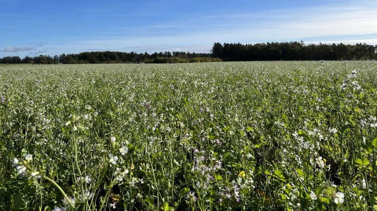 Efterafgrøder er én af nøglerne til at reducere anvendelsen af handelsgødning i det regenerative landbrug. Foto: Kasper Stougård 