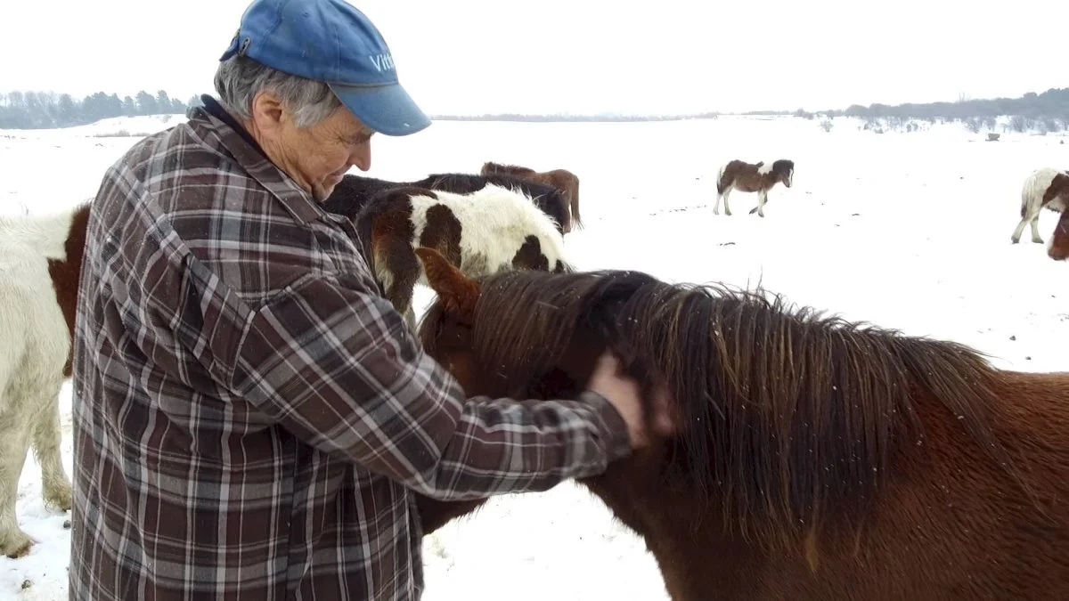 - Jeg går aldrig sulten i seng, og det skal mine dyr heller ikke. Jeg har passet heste i 60 år, siger Ulf Nielsen.