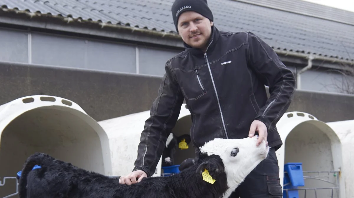 Rasmus Nielsen har nu fået de første 35 krydsningskalve – halv Holstein, halv Hereford. Indtil nu er han meget tilfreds med sine herefordkrydsninger. Fotos: Tenna Bang